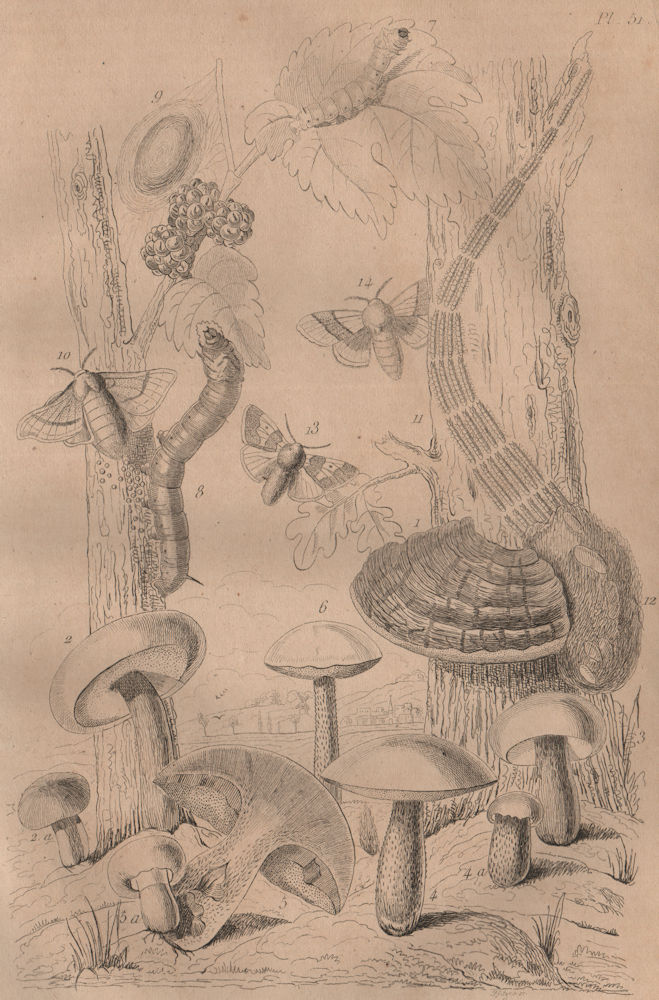 Bolets (Wild Mushrooms). Bombyx (moths) 1834 old antique vintage print picture