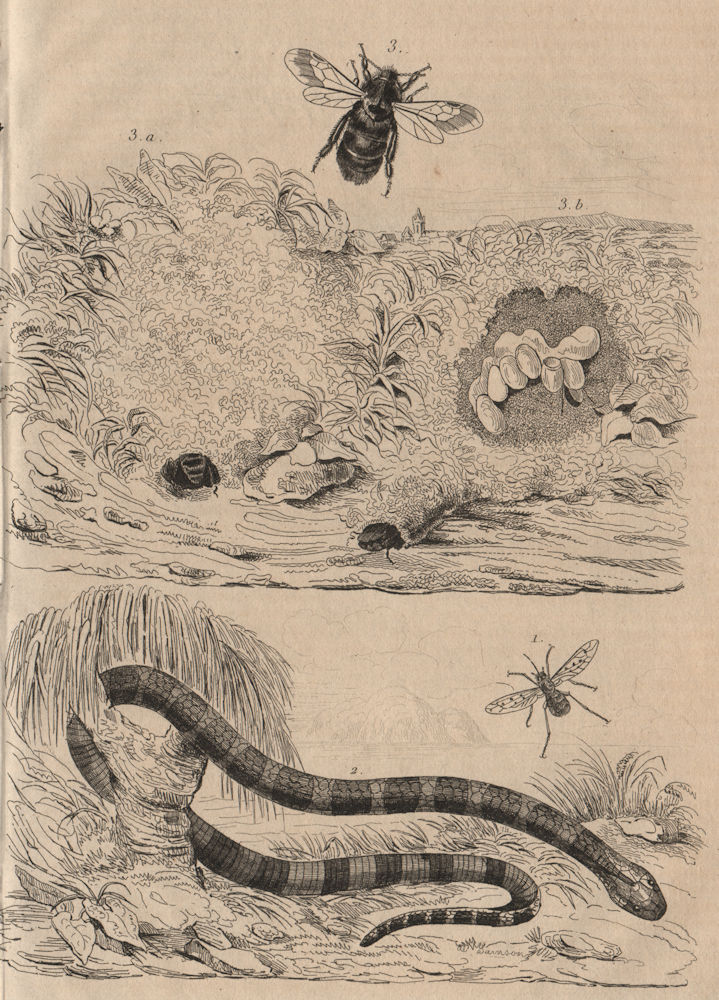 Bombyliidae (Bee flies/fly) Bongare (krait). Bourdon (Bumblebee) 1834 print