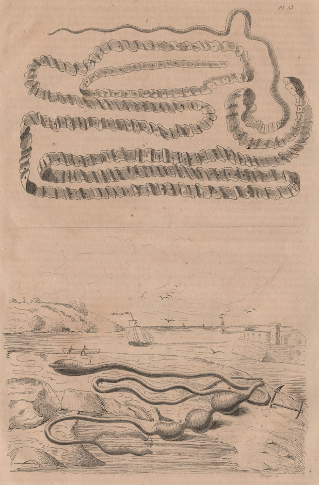 Associate Product Asian tapeworm. Bonellia viridis (green spoonworm). Borlasia (ribbon worm) 1834