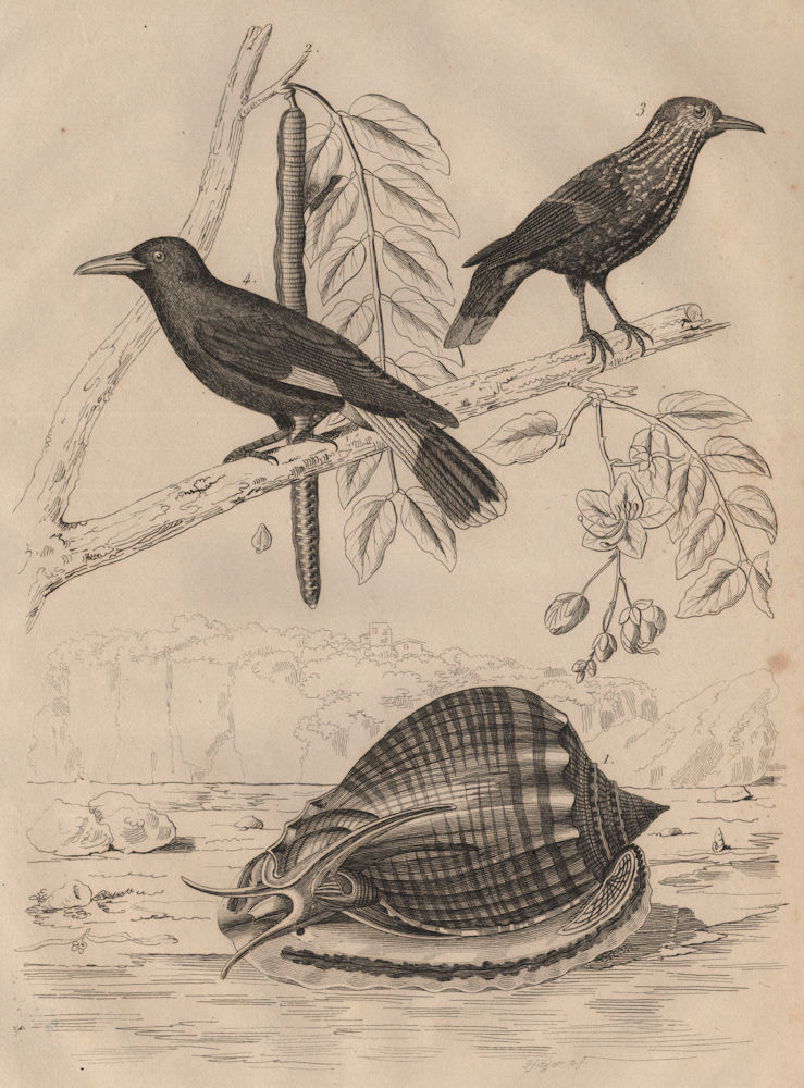 Associate Product Helmet snail. Cassia tree. Cassenoix/Nutcracker. Cassican/Australian magpie 1834