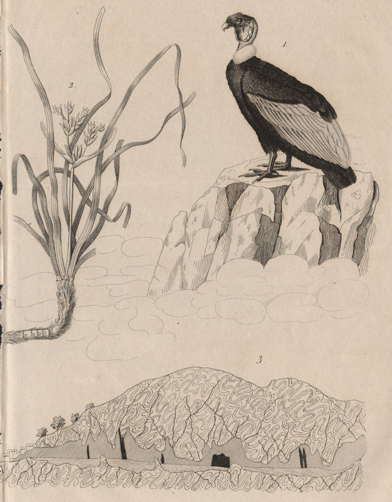 Associate Product Catharte (Turkey Vulture). Caulinia (Najas). Caverne (Cave) 1834 old print