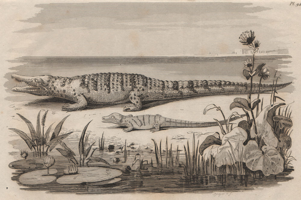 Associate Product CROCODILES. Champsès (Crocodile vulgaire). Adult & juvenile 1834 old print
