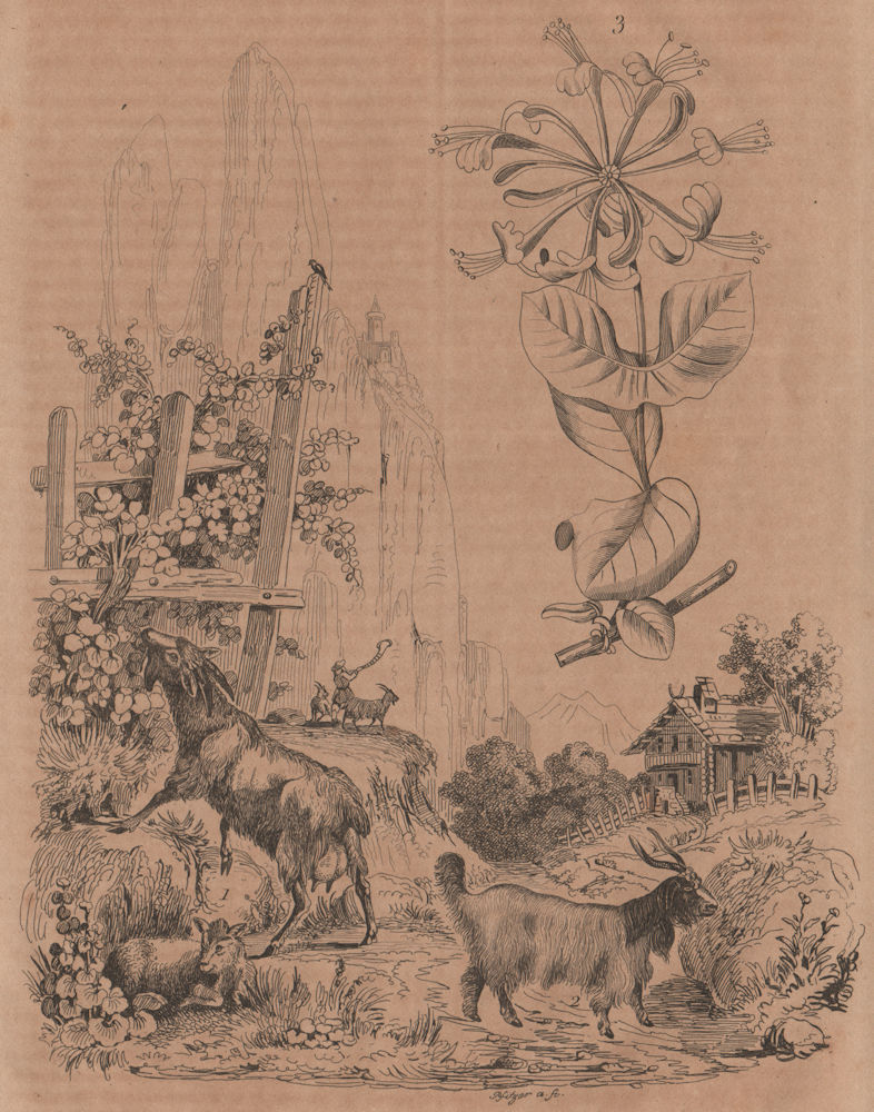 Associate Product Chévres (goats). Chèvrefeuille (Honeysuckle) 1834 old antique print picture