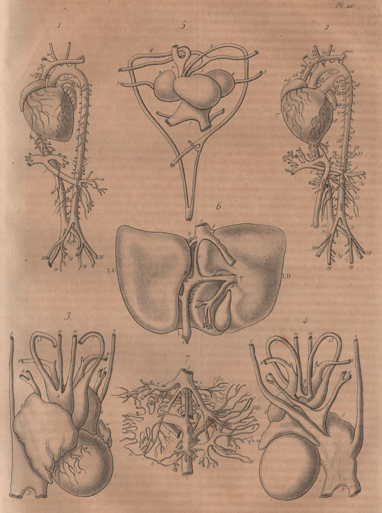 Associate Product BLOOD CIRCULATION. Man Foetus Crocodile Tortoise. Circulation Sang 1834 print