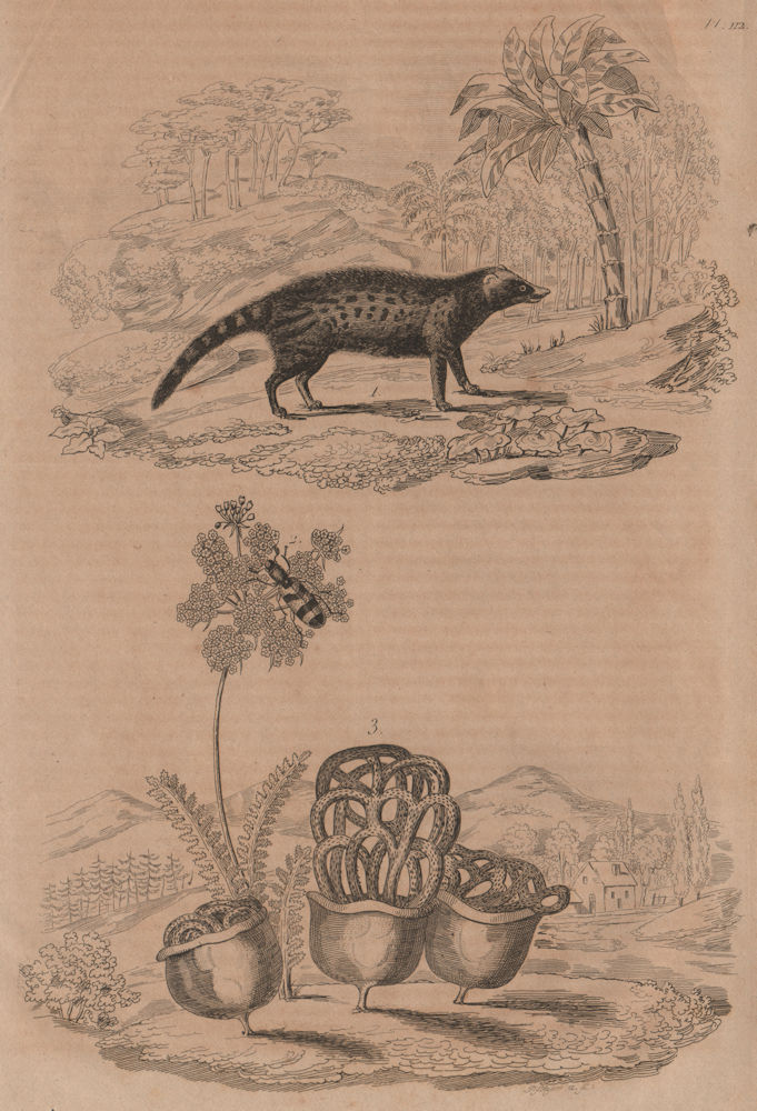 Associate Product Civette (Civet). Clairon (Trichodes apiarius). Clathrus ruber fungus 1834