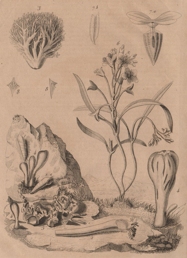 Clavariadelphus fungi. Strict-branch coral. Claytonia (Spring Beauty) 1834