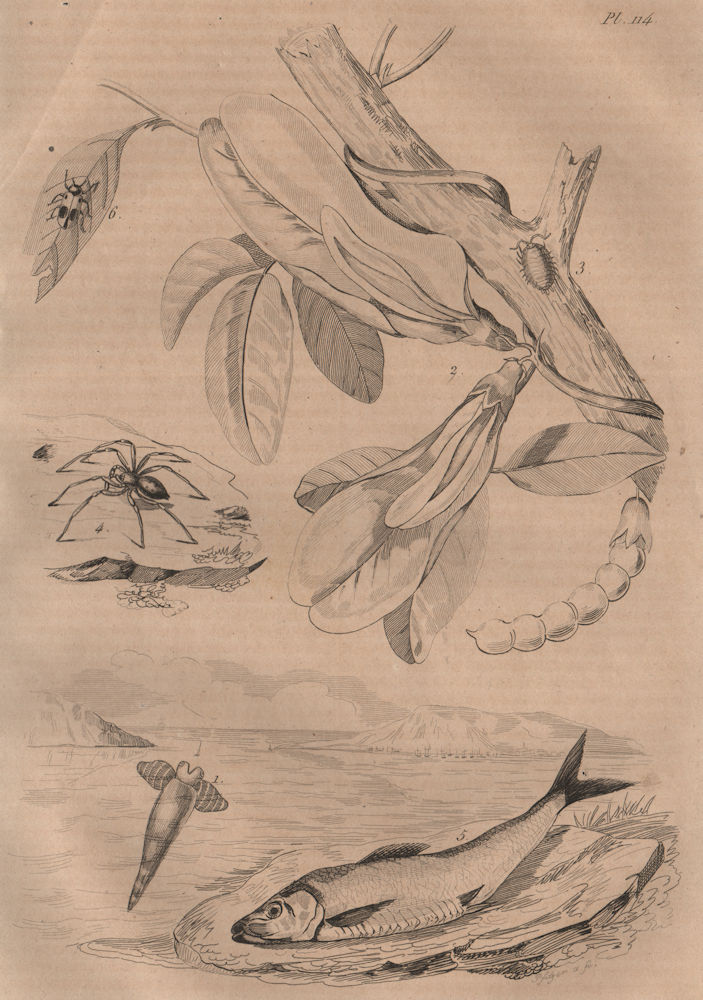 Associate Product Clio pyramidata.Clitoria/butterfly pea.Sac spider.Herring.Clytra laeviuscul 1834