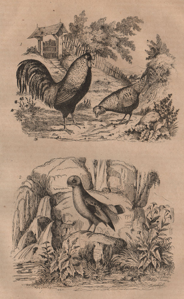 POULTRY. Coq (Chicken). Coq de Roche (Rock Rooster) 1834 old antique print
