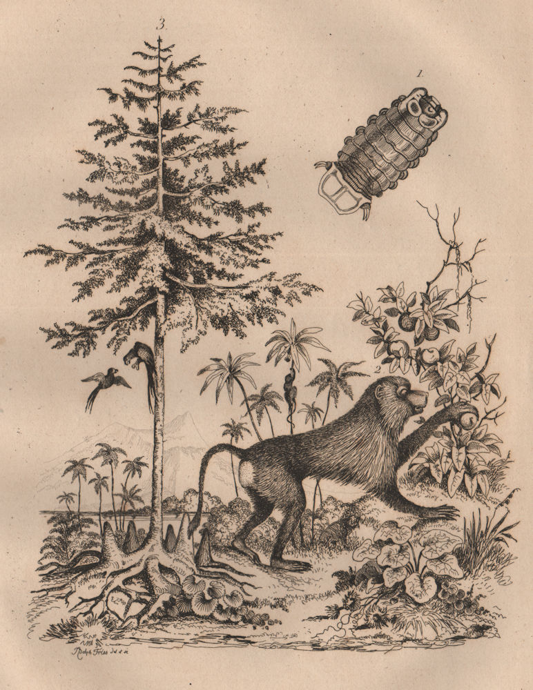 Associate Product Cymothoa (tongue-eating louse). Cynocephalus (yellow baboon). Cypress 1834