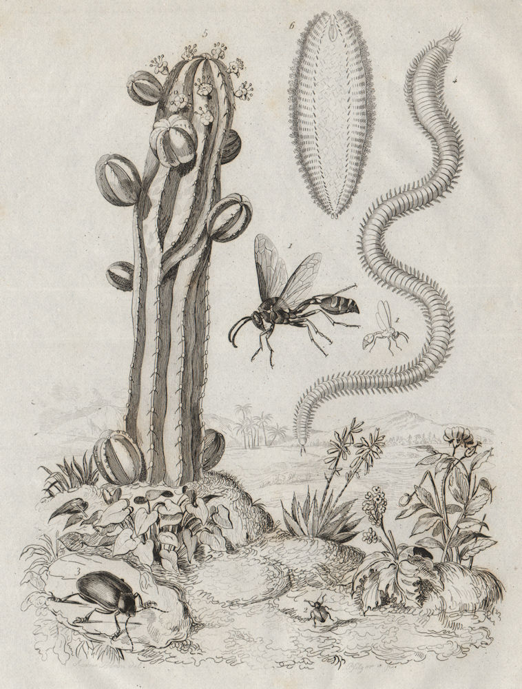 Associate Product Potter wasp. Bobbitt worm. Euphorbia (Spurge). Euphrosyne worm 1834 old print