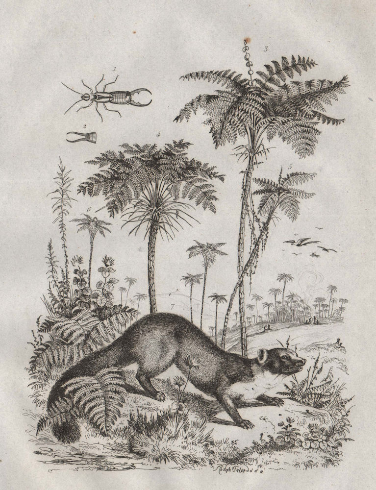 Associate Product Forficule (Earwig). Fougères (ferns). Fouine (Weasel) 1834 old antique print