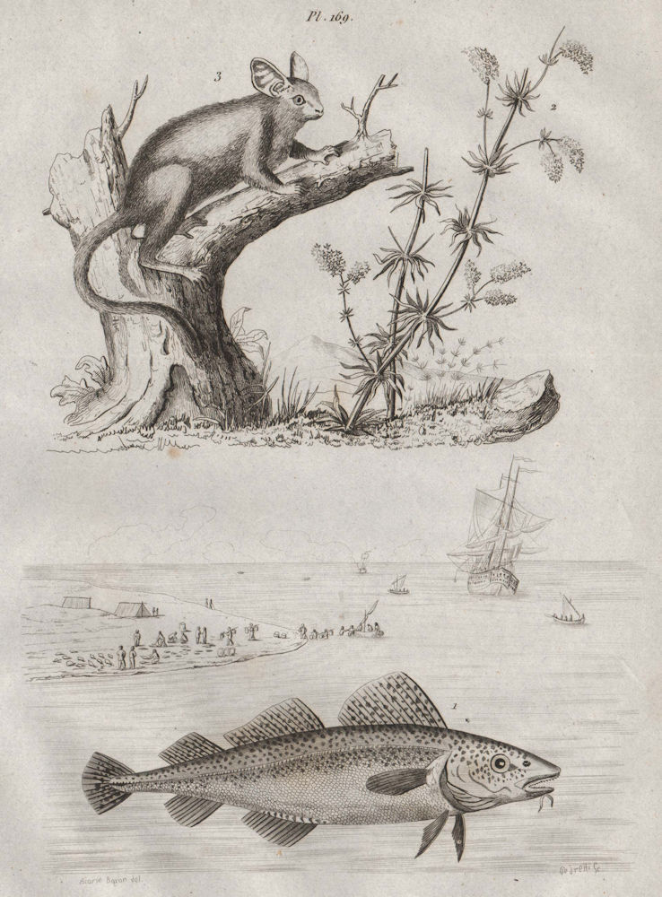 Associate Product Gade morue (Gade cod). Gaillet (Cleaver). Galago (Bushbaby) 1834 old print