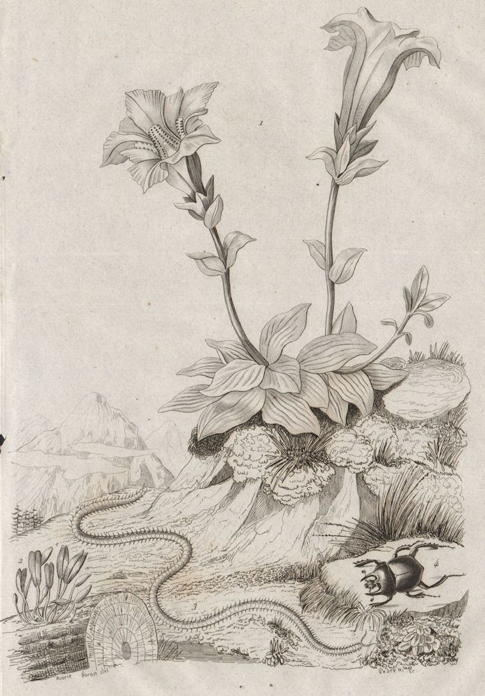 Associate Product Gentianella. Geoglossum/earth tongues. Geophilus flavus/centipede.Geotrupes 1834