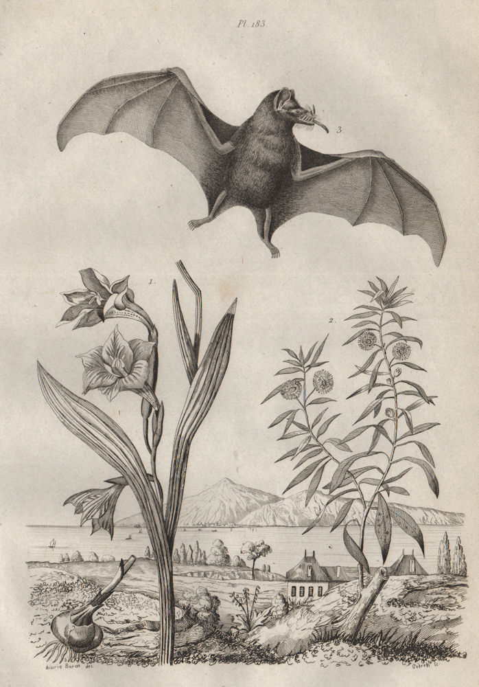 Gladioli (Sword lily). Globularia. Glossophaga (Pallas Long-Tongued Bat) 1834