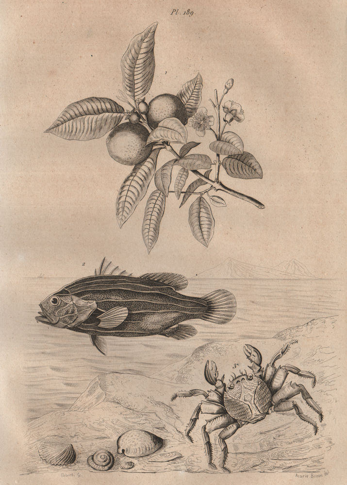 Associate Product Gouyavier (Guava Tree). Six-Lined Soapfish. Grapsus (Sally Lightfoot Crab) 1834