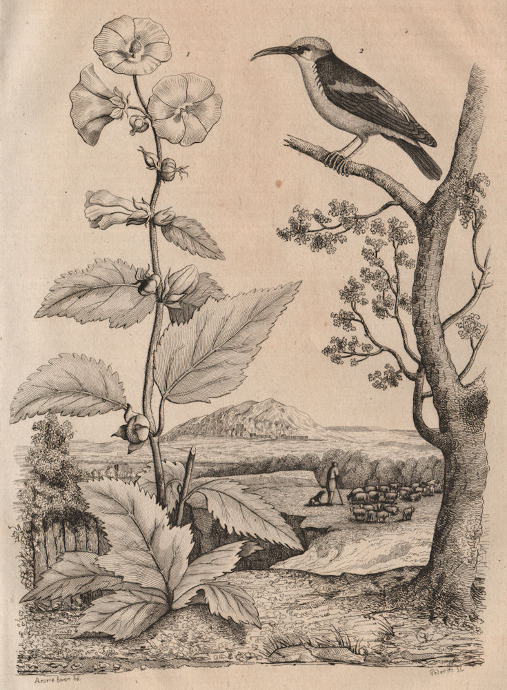 Associate Product Guimauve (Marshmallow). Althaea officinalis. Guit-guit (Honeycreeper) 1834
