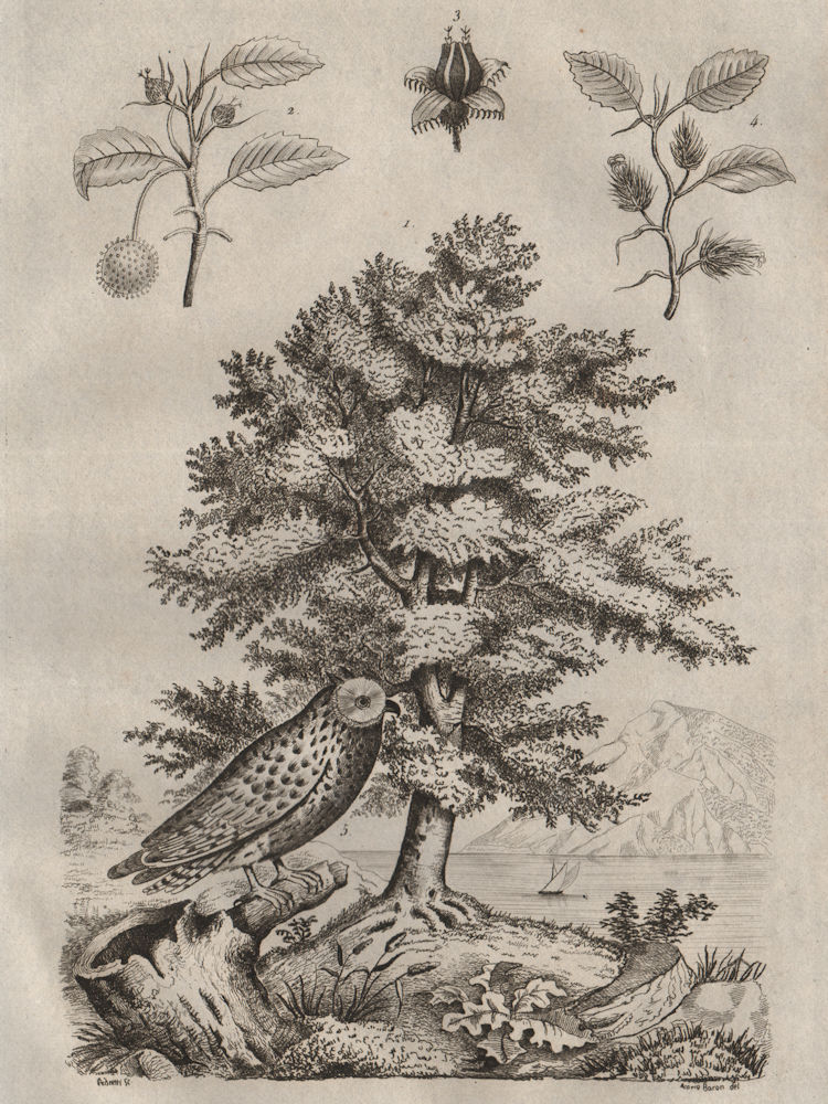 Hètre (beechwood). Hibou Moyen Duc (Long-eared Owl) 1834 old antique print