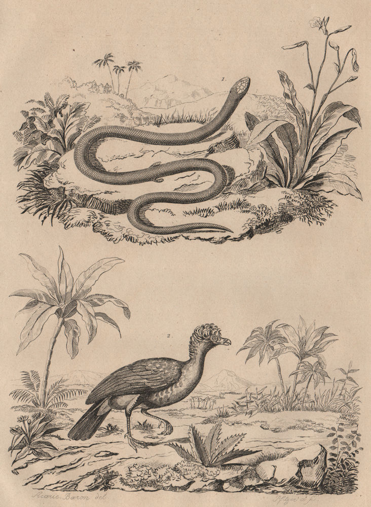Associate Product BIRDS. Histerope. Green snake. Hocco (Curassow) - extinct type? 1834 old print