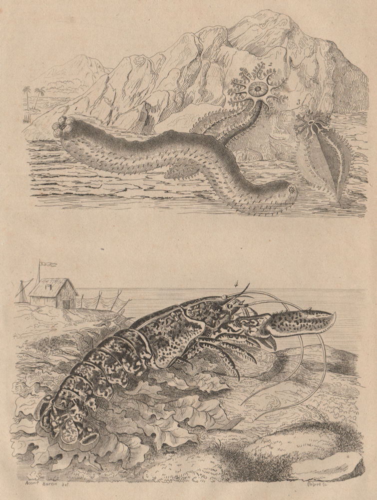SEA CREATURES. Holoturies (holothurians). Homard (Lobster) 1834 old print