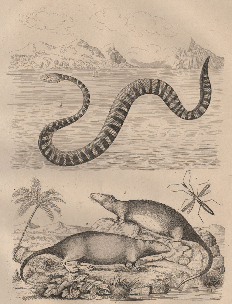 Associate Product Hydrometridae (marsh treader) Hydromys (Water Rat) Hydrophiinae (sea snake) 1834