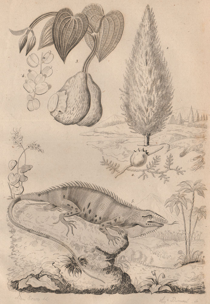 Associate Product Taxus baccata (English Yew). Igname (Yam). Iguane (Iguana) 1834 old print