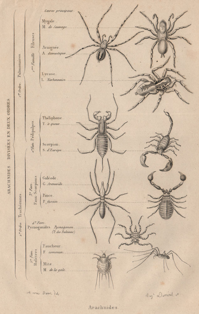 SPIDERS. Arachnides (Arachnids). 2 orders. Classification. Classes 1834 print