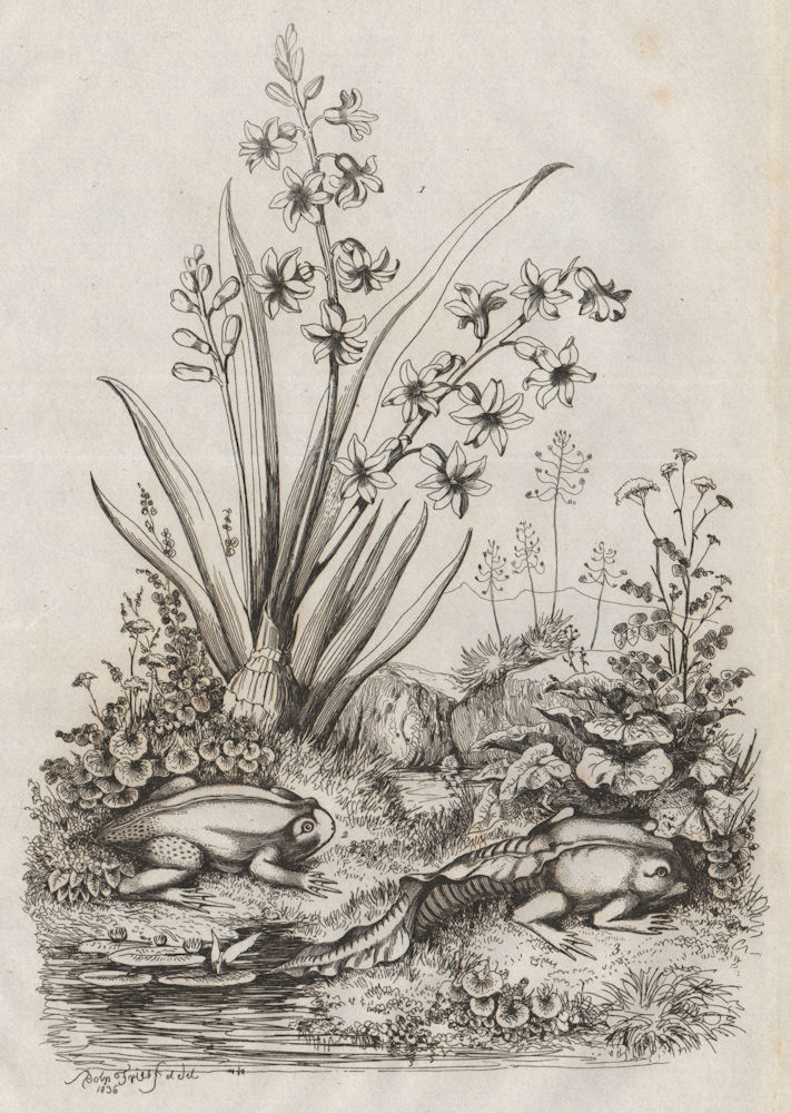 Jacinthe (Hyacinth). Jackie toad 1834 old antique vintage print picture