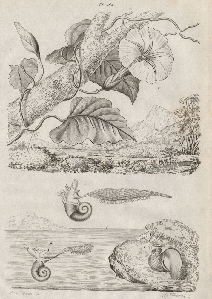 Associate Product Jalap (Ipomoea purga). Janthina (Common Purple Snail) 1834 old antique print