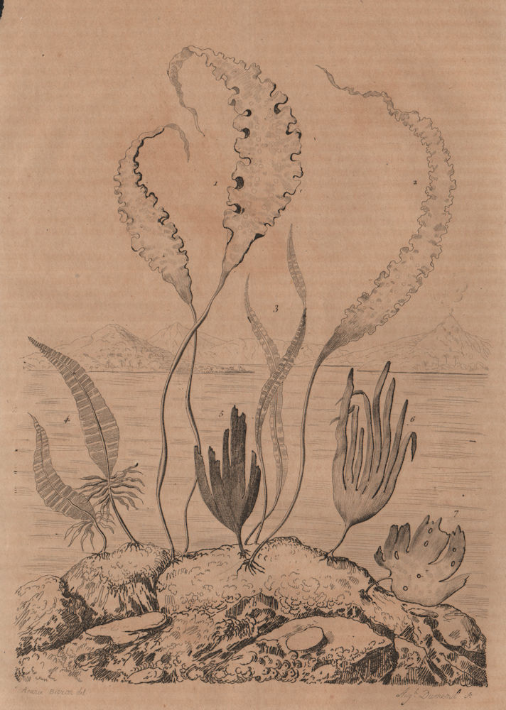 KELP. Laminaires (Laminaria, Kelp) 1834 old antique vintage print picture