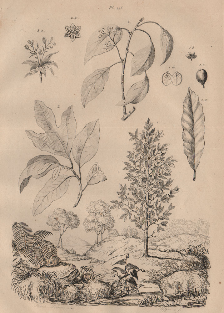 Associate Product LAUREL TREES Common Laurel. Camphor Laurel. Sassafras 1834 old antique print