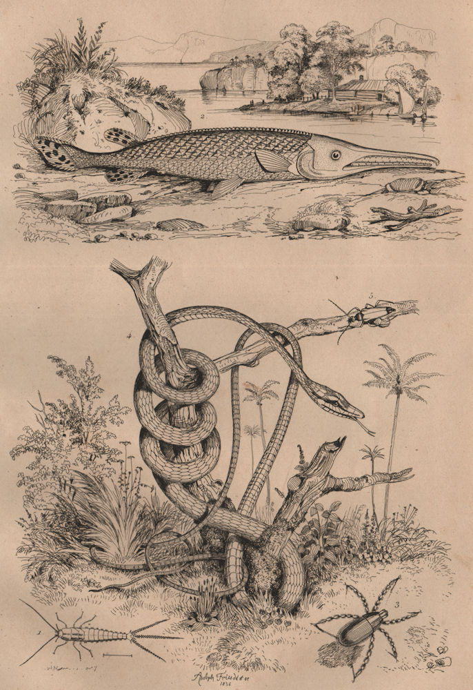 Associate Product Lepisma (silverfish). Lepisosteus (Gar fish). Red velvet mite. Parrot snake 1834