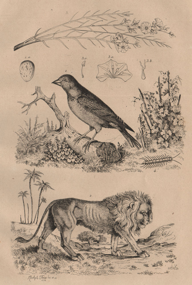 Common Linnet; egg. Lion. Convolvulus (bindweed). Lithobius (centipede) 1834