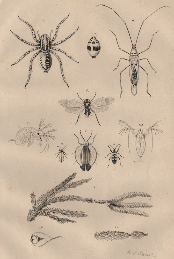 Associate Product Ground pine.Wolf spider.Lycus beetle.Lygaeidae.Lynceus.Lystra/planthopper 1834