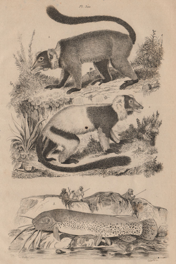 ANIMALS. Maki (Lemur). Malapterurus electricus (Electric Catfish) 1834 print