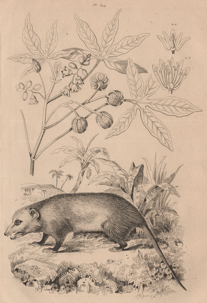 Manicou/Didelphis American Opossum. Bicolor ears. Marsupial. Manioc/Cassava 1834