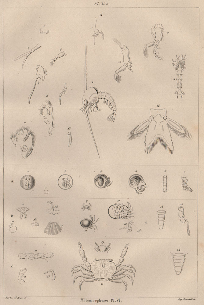 Associate Product CRUSTACEANS. Métamorphoses. Metamorphosis. Pl. VI 1834 old antique print