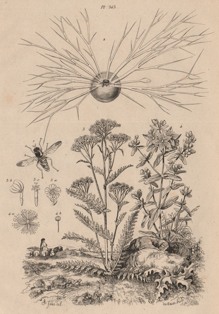 Flower Fly. Miliolida. Yarrow. Hypericum perforatum (St John's wort) 1834