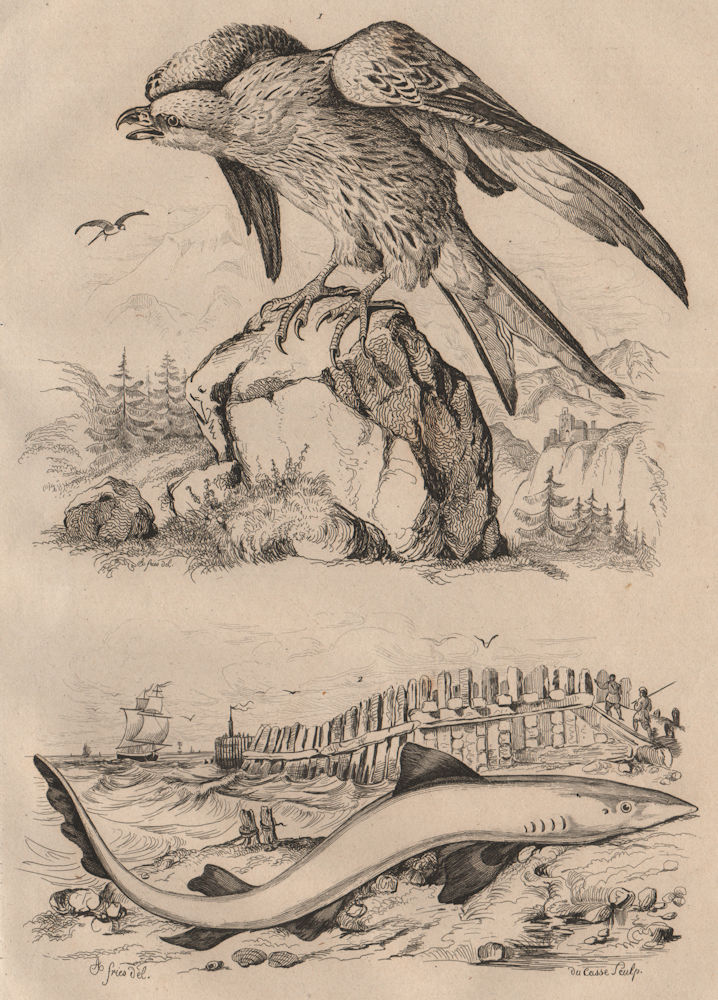 ANIMALS. Milan (Kite). Milandre (Tope/School Shark) 1834 old antique print