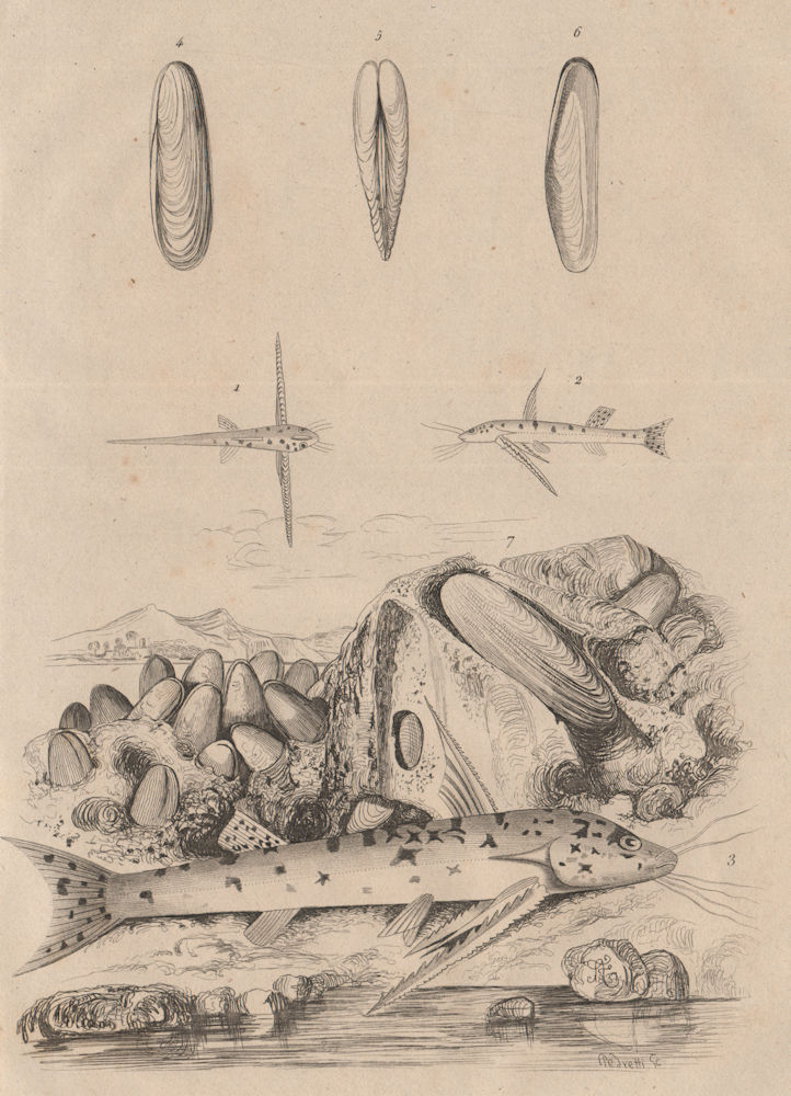 Associate Product Mochokidae (squeaker catfish). Modiolus (horse mussel) 1834 old antique print