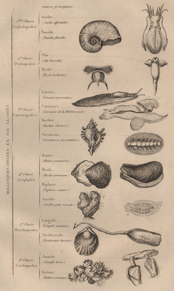 MOLLUSCS. Mollusques. Showing 6 classes 1834 old antique vintage print picture