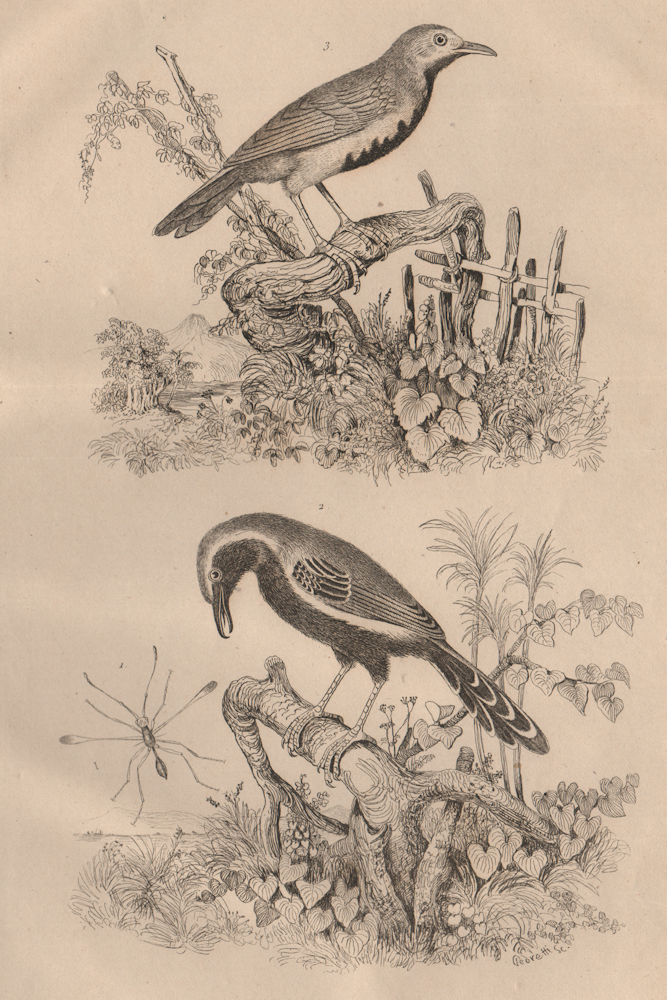 Mymaridae (Fairyfly). Myiotheretes (Tyrant birds) 1834 old antique print