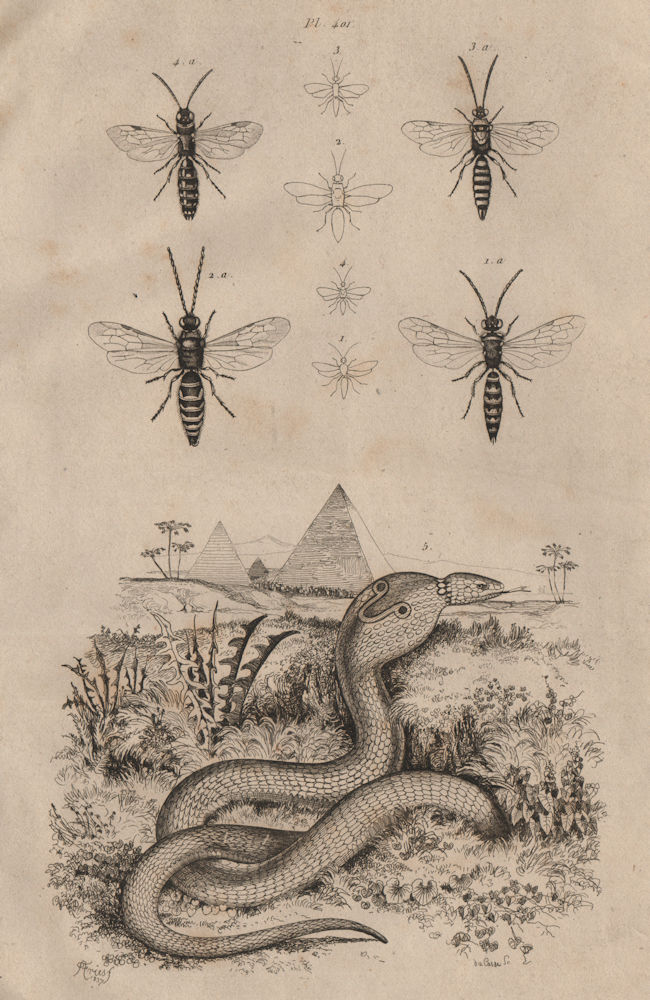 ANIMALS. Myzininae (Typhiid wasps). Naja (Cobra) 1834 old antique print