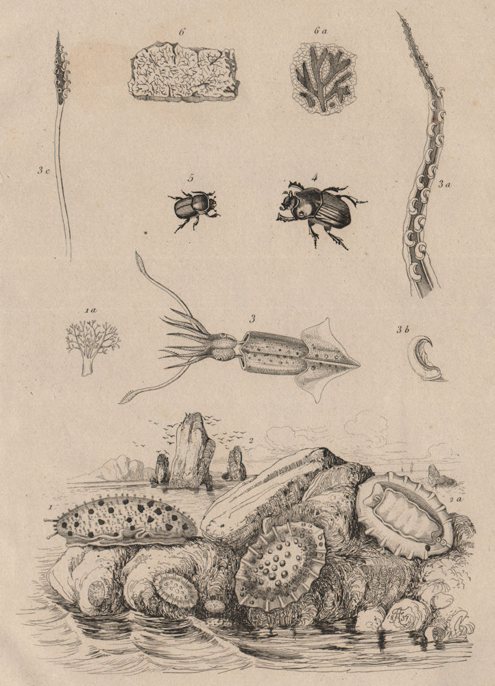 Onchidium sea slugs.Onychoteuthis squid.Onitis/Ontophagus beetles.Opegrapha 1834