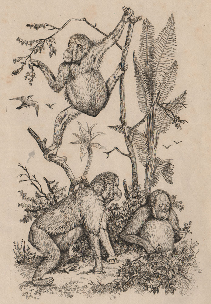 PRIMATES. Orang-Outang. Orangutan 1834 old antique vintage print picture