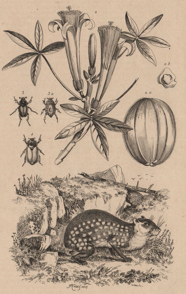 ANIMALS/PLANTS. Paca. Pachirier (Pachira aquatica). Pachypes 1834 old print