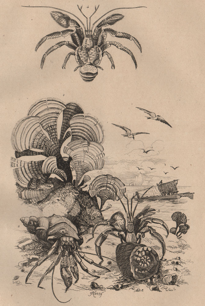 Associate Product SEASHORE. Padine (Peacock's tail). Pagures (Hermit Crabs) 1834 old print