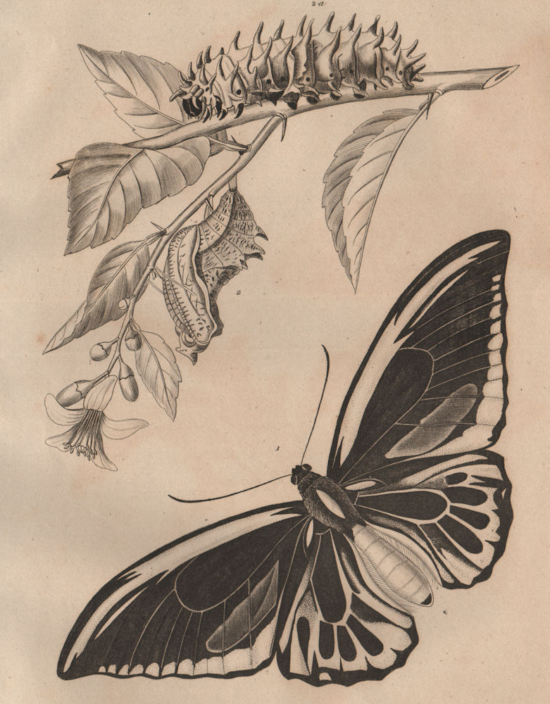 LEPIDOPTERA. Papillons (Butterflies) II. Caterpillar 1834 old antique print