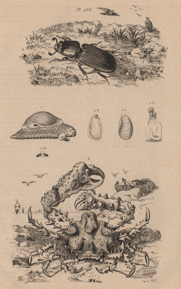 Associate Product CRUSTACEANS. Parmacelle. Parnopès. Parthenope crab. Passale 1834 old print