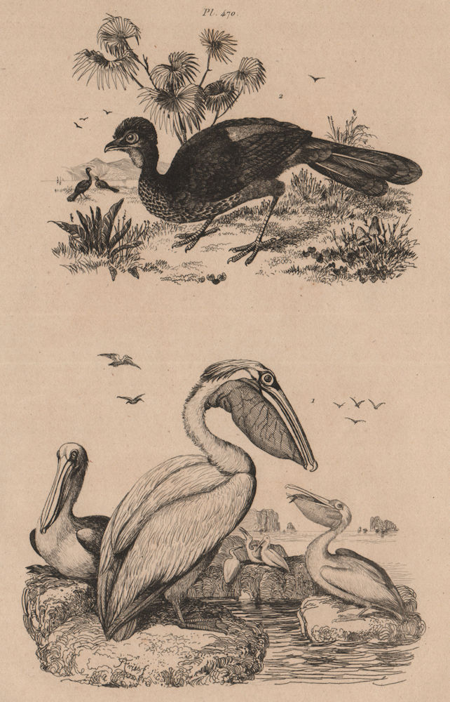 Associate Product BIRDS. Pélican (Pelican). Pénélope (Guan birds) 1834 old antique print picture