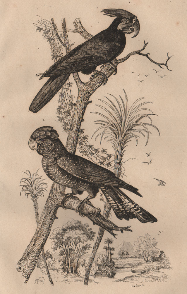 COCKATOOS Mycroglosse noir (Palm Cockatoo). Banks' Black Cockatoo.Perroquet 1834